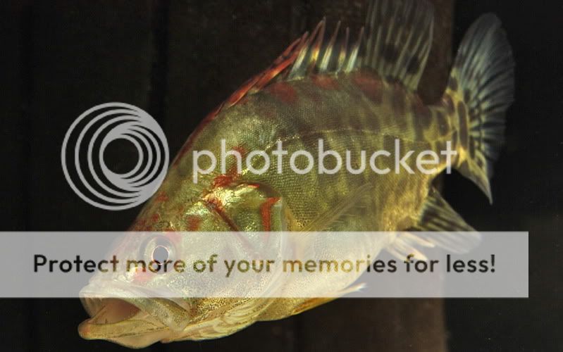 CHINESE PERCH.....Siniperca chuatsi