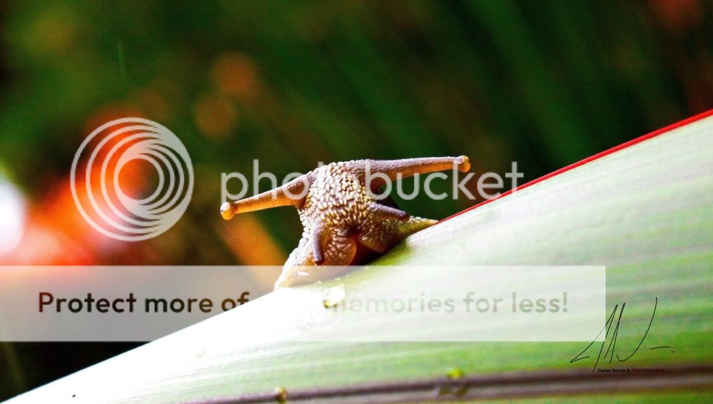 IMAGE: http://i919.photobucket.com/albums/ad35/surgeonhawkeye/Nature/210512CaracolI.jpg