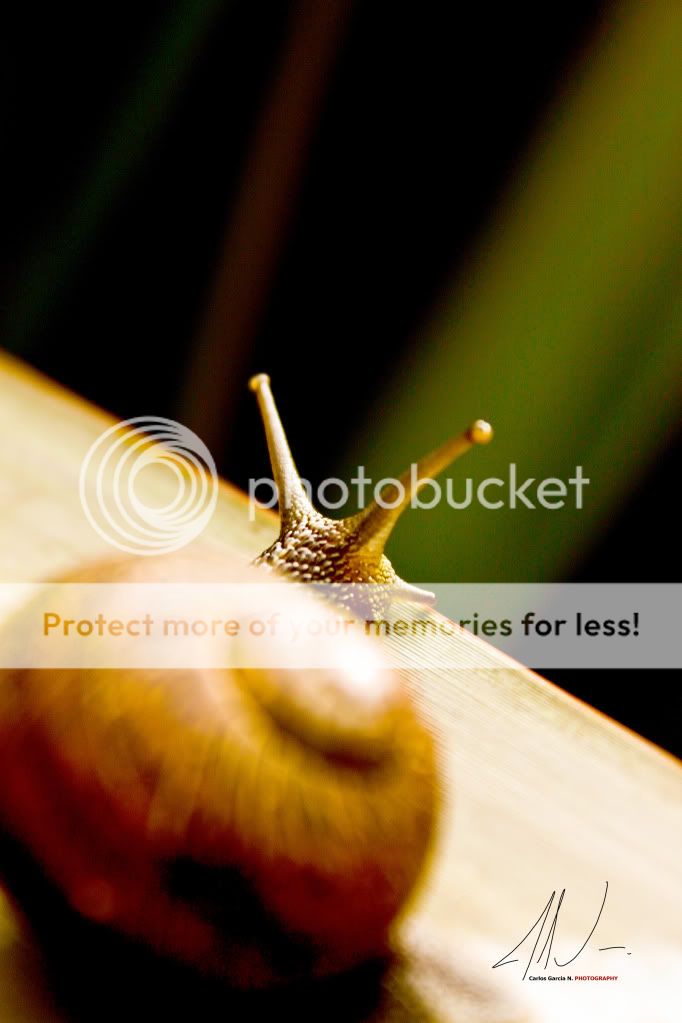 IMAGE: http://i919.photobucket.com/albums/ad35/surgeonhawkeye/Nature/210512CaracolIII.jpg