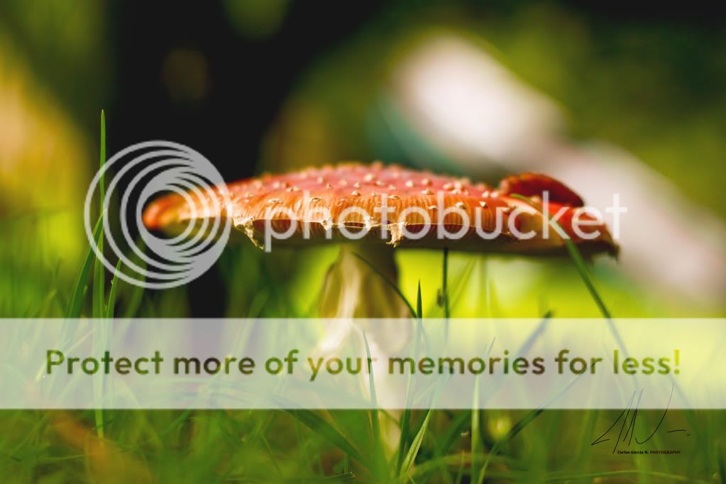 IMAGE: http://i919.photobucket.com/albums/ad35/surgeonhawkeye/Nature/210512HongosIII.jpg