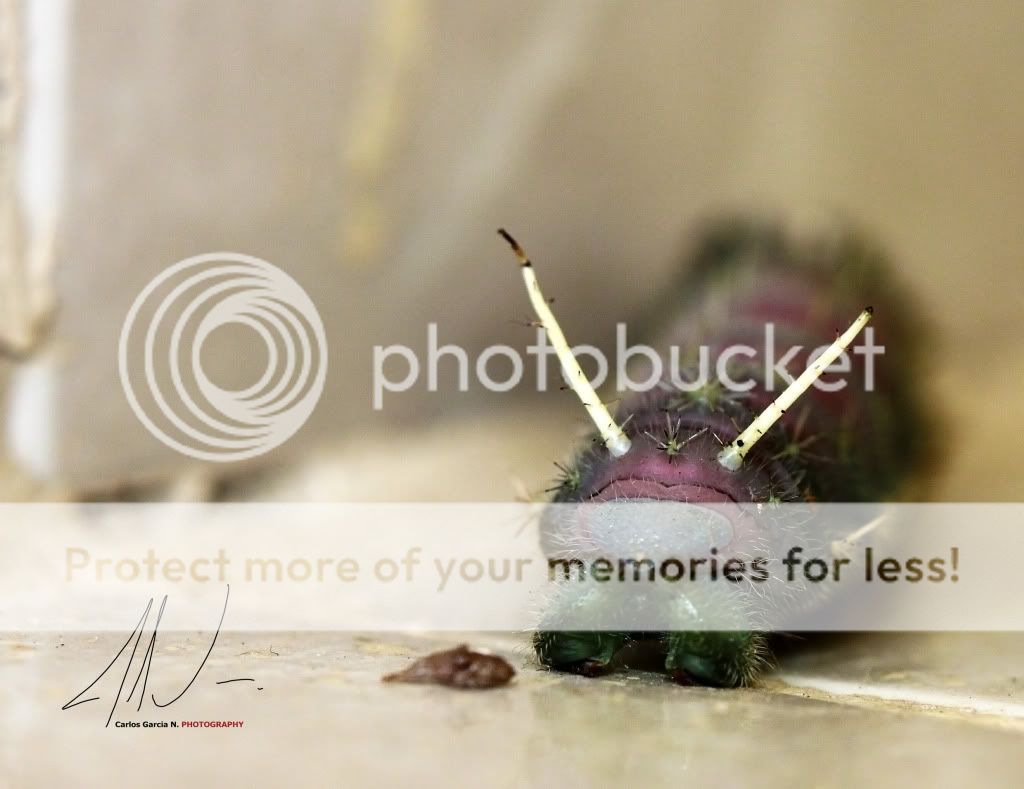 IMAGE: http://i919.photobucket.com/albums/ad35/surgeonhawkeye/Nature/Alien.jpg