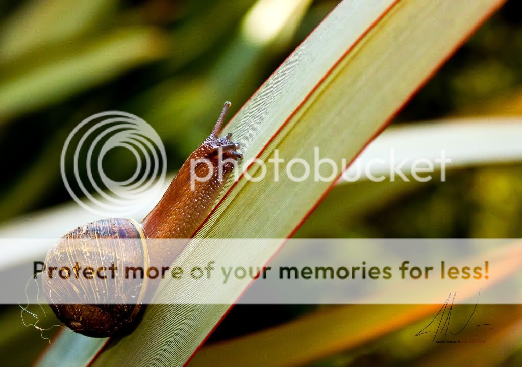 IMAGE: http://i919.photobucket.com/albums/ad35/surgeonhawkeye/Nature/Caracol.jpg