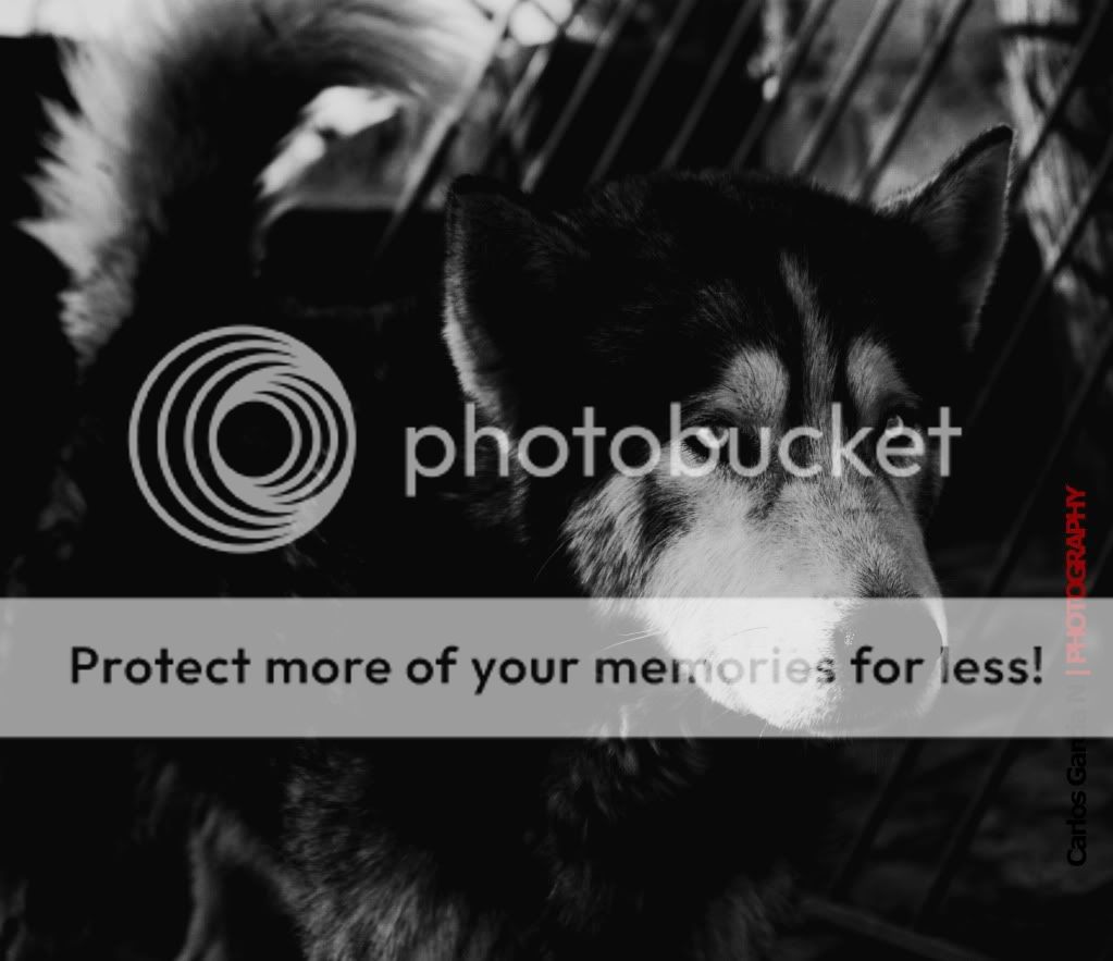 IMAGE: http://i919.photobucket.com/albums/ad35/surgeonhawkeye/Nature/CooperacionI5371.jpg