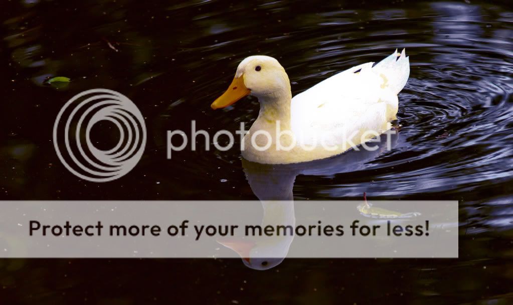 IMAGE: http://i919.photobucket.com/albums/ad35/surgeonhawkeye/Nature/Duck.jpg