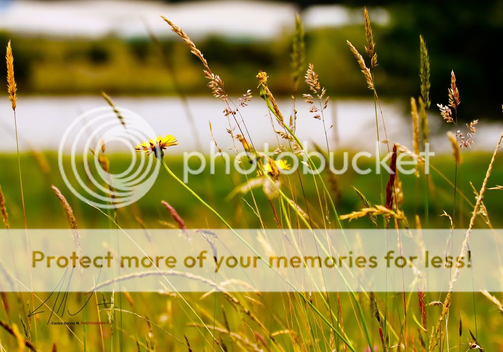 IMAGE: http://i919.photobucket.com/albums/ad35/surgeonhawkeye/Nature/Fieldsofgold.jpg