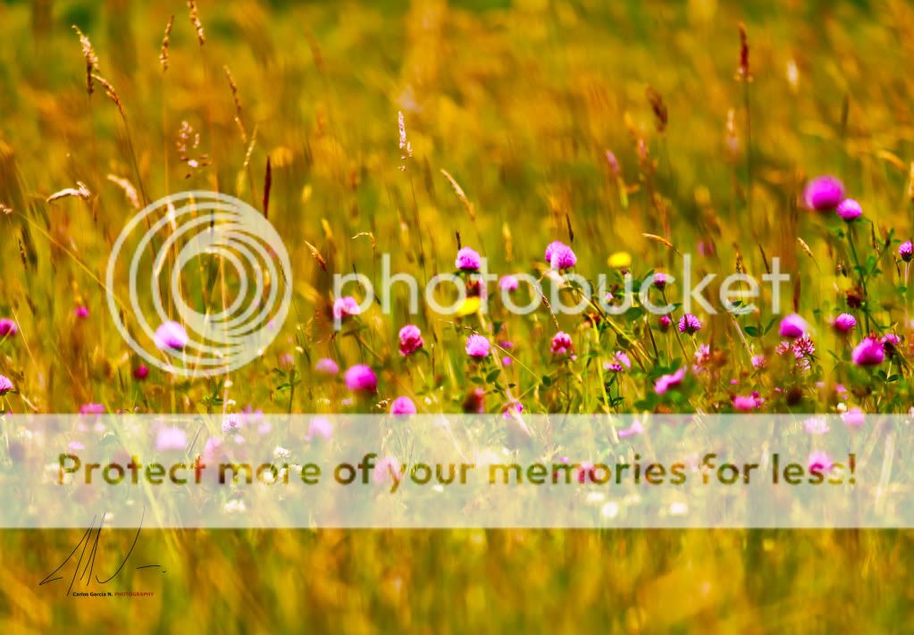 IMAGE: http://i919.photobucket.com/albums/ad35/surgeonhawkeye/Nature/Fieldsunset.jpg