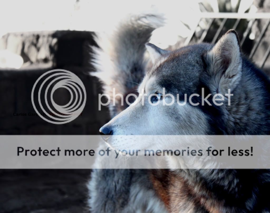 IMAGE: http://i919.photobucket.com/albums/ad35/surgeonhawkeye/Nature/Husky1.jpg