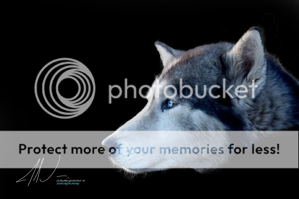 IMAGE: http://i919.photobucket.com/albums/ad35/surgeonhawkeye/Nature/Husky3.jpg