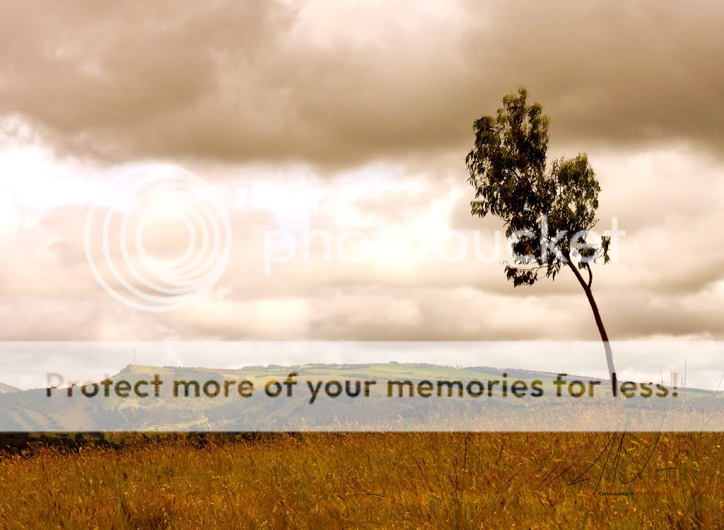 IMAGE: http://i919.photobucket.com/albums/ad35/surgeonhawkeye/Nature/Lonelytree.jpg