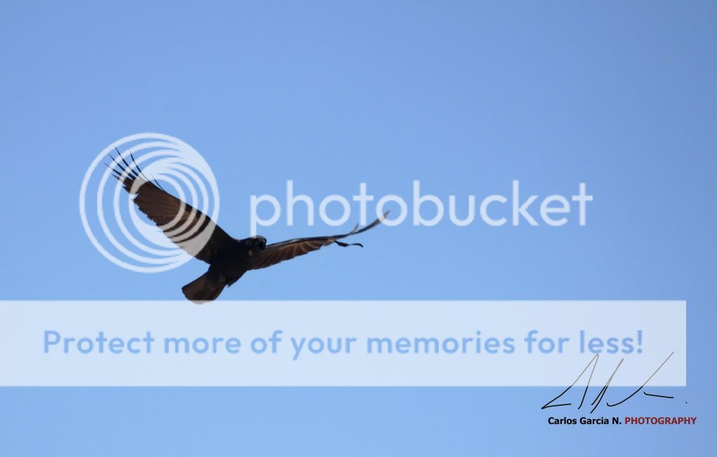 IMAGE: http://i919.photobucket.com/albums/ad35/surgeonhawkeye/Nature/Raven.jpg