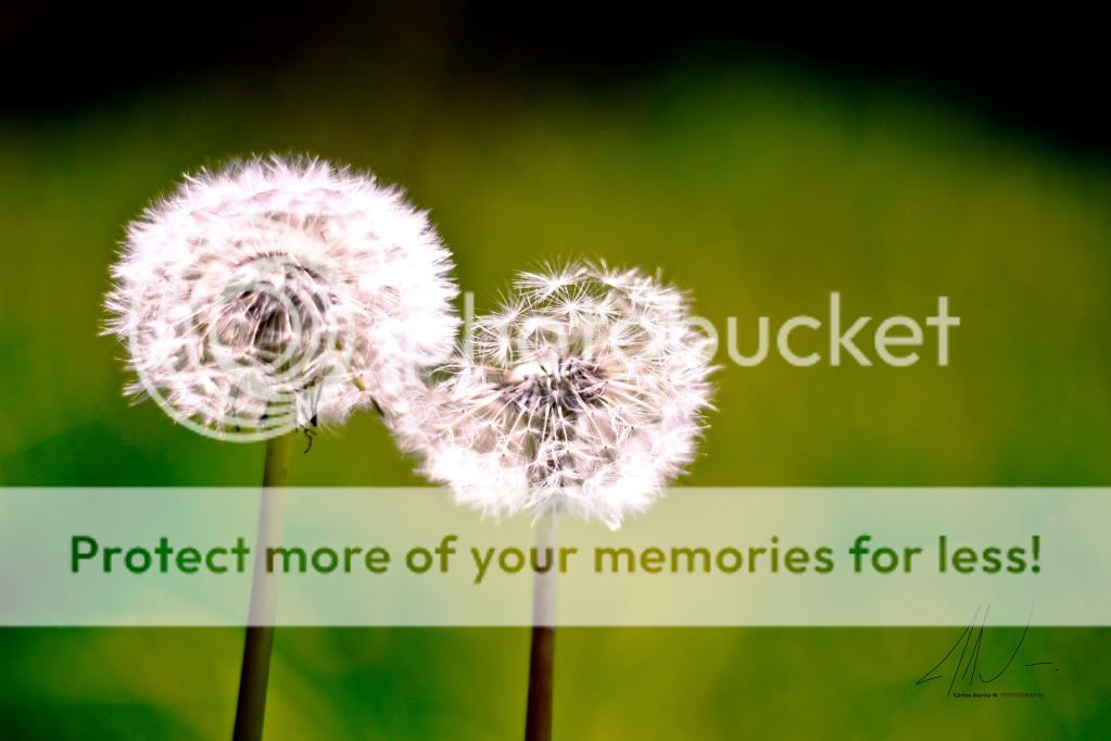 IMAGE: http://i919.photobucket.com/albums/ad35/surgeonhawkeye/Nature/VGcouple.jpg