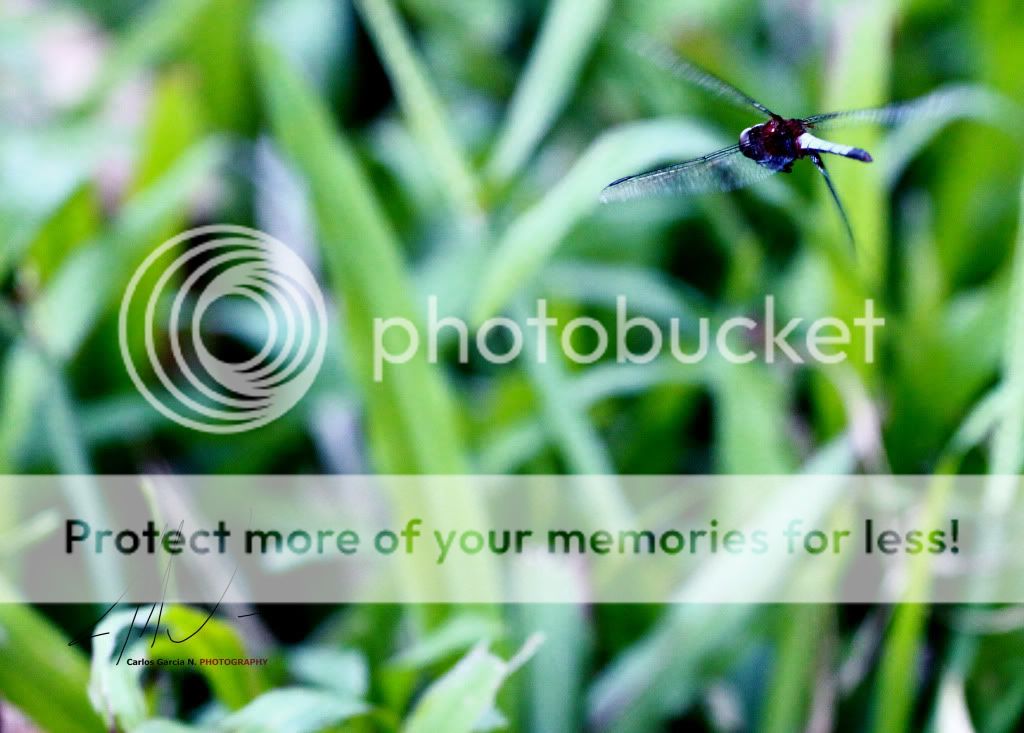 IMAGE: http://i919.photobucket.com/albums/ad35/surgeonhawkeye/Nature/svc20111632.jpg