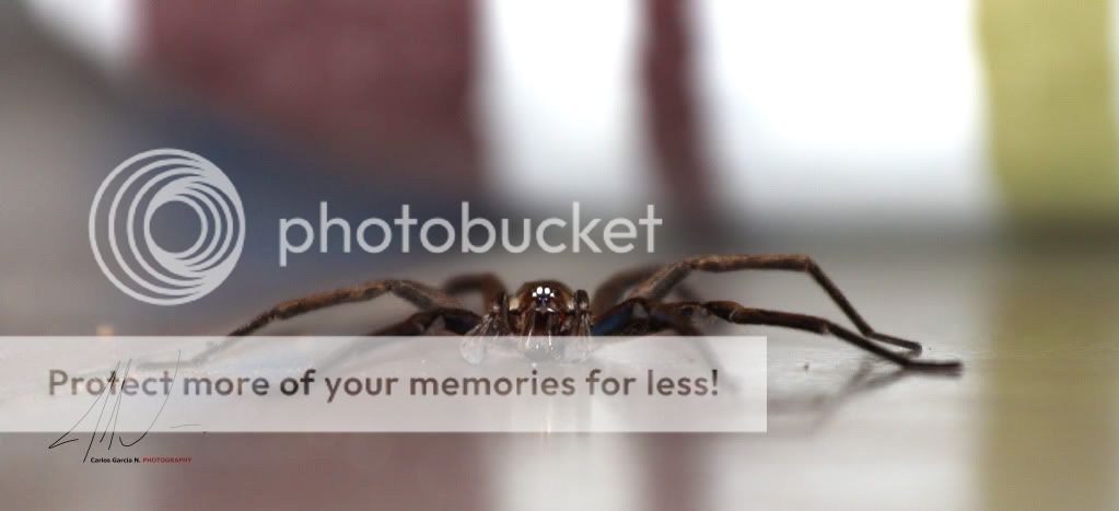 IMAGE: http://i919.photobucket.com/albums/ad35/surgeonhawkeye/Nature/svc20111710.jpg