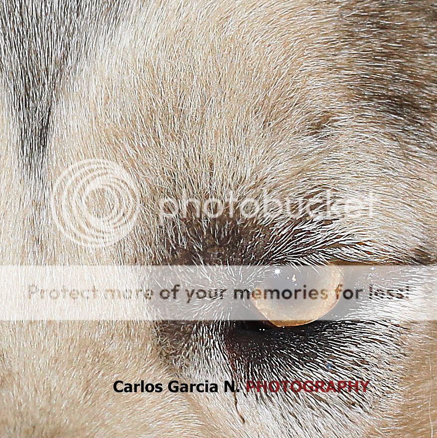 IMAGE: http://i919.photobucket.com/albums/ad35/surgeonhawkeye/Others/test11145.jpg