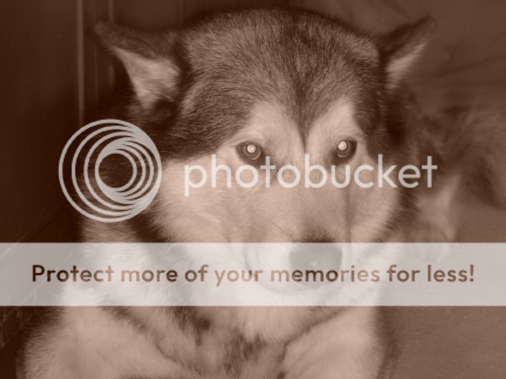 IMAGE: http://i919.photobucket.com/albums/ad35/surgeonhawkeye/Perros/14AGO05053.jpg