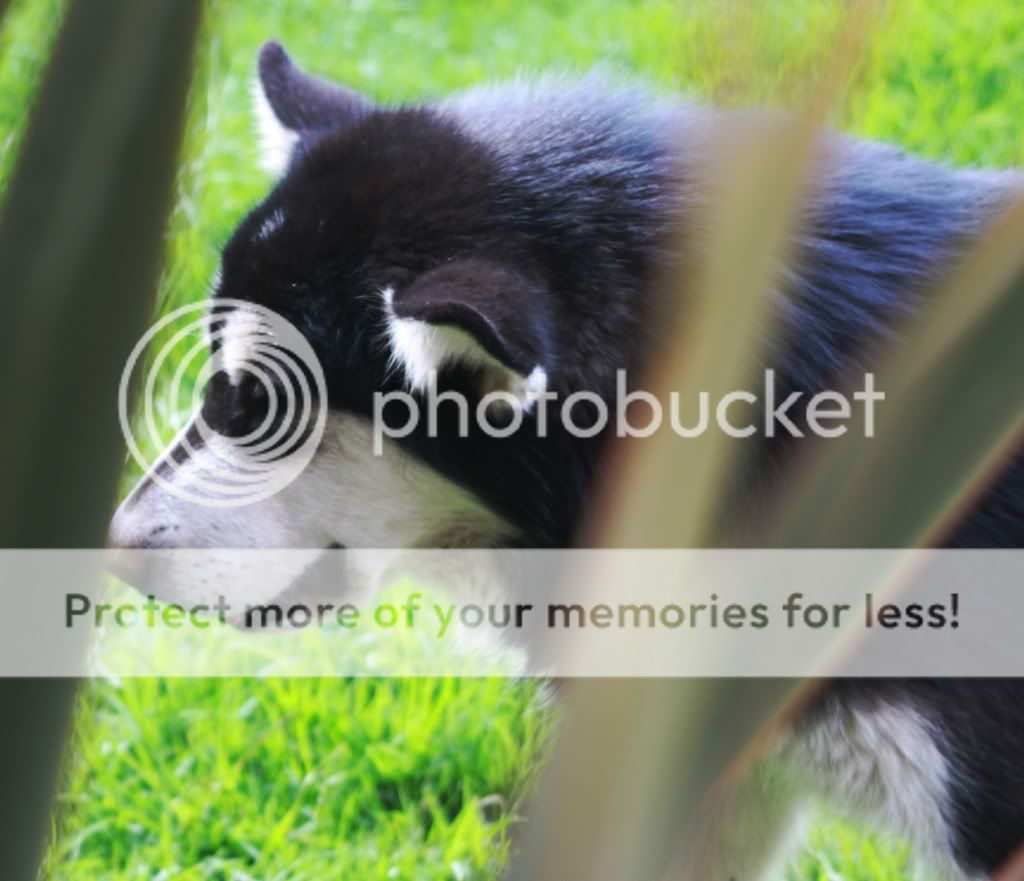 IMAGE: http://i919.photobucket.com/albums/ad35/surgeonhawkeye/Perros/Anuk12jul015.jpg