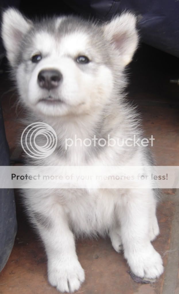 IMAGE: http://i919.photobucket.com/albums/ad35/surgeonhawkeye/Perros/cachorrosene21128.jpg