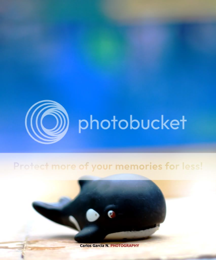 IMAGE: http://i919.photobucket.com/albums/ad35/surgeonhawkeye/Still%20life/whale.jpg