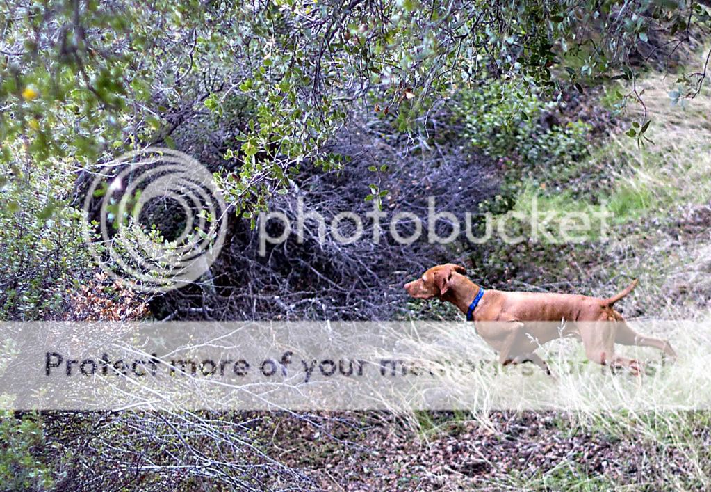 IMAGE: http://i919.photobucket.com/albums/ad35/surgeonhawkeye/contest/Large.jpg