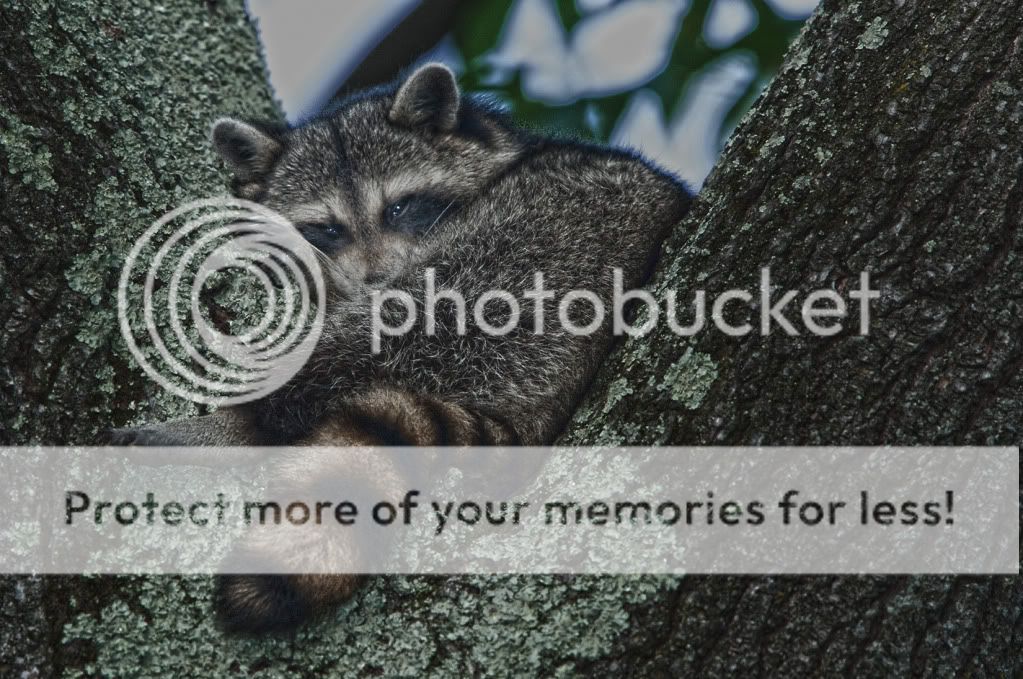 IMAGE: http://i919.photobucket.com/albums/ad35/surgeonhawkeye/contest/img0273i.jpg