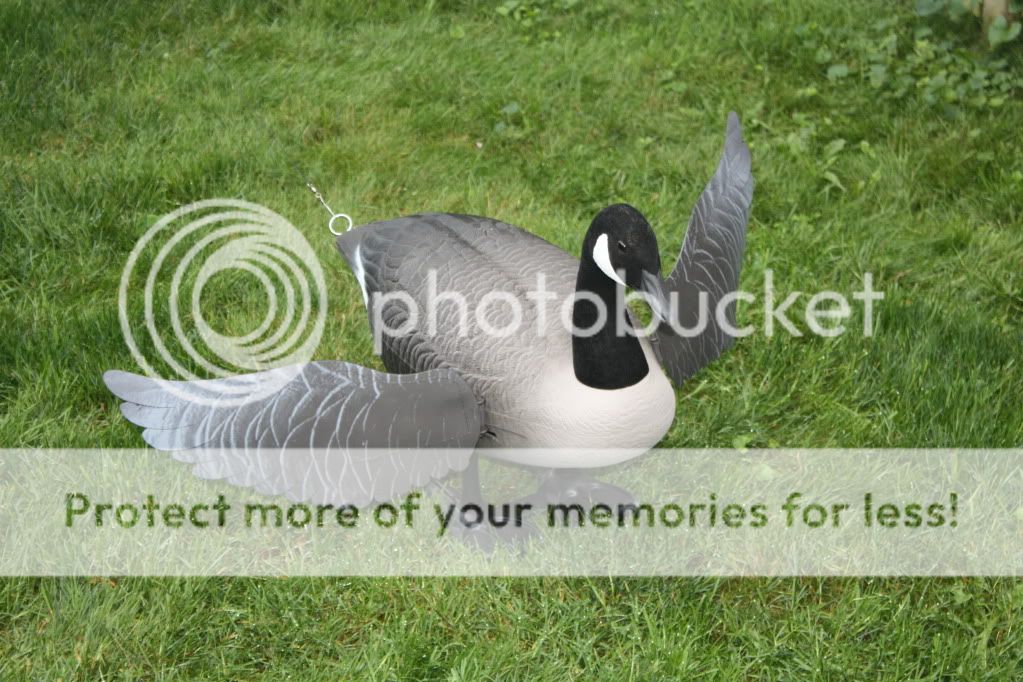 Finisher Flapper Full Body Canada Goose Decoy. Channel 68