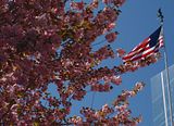 Cherry Blossom in White Plains