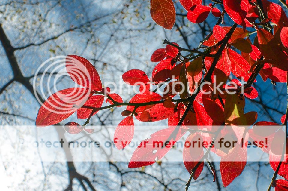 fall leaves